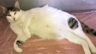 Kedi Dogumu Belirtileri Hamile Kedinin Dogum Sancisi Ani Kedi Dogumu Nasil Yaptirilir Videolari Youtube