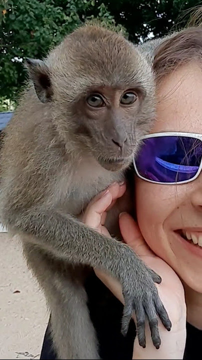 New monkey friend 🐒 #krabi #thailand #monkey #monkeytrail #friends #short #viral #traveling