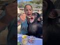 Breakfast with chimp! He loves 🍋 #chimp #chimpanzee #monkey #ape #breakfast #cute #cuteanimals