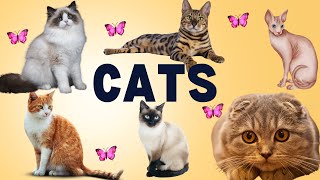 Meet the Most Unique Cat Breeds You've Never Heard Of!