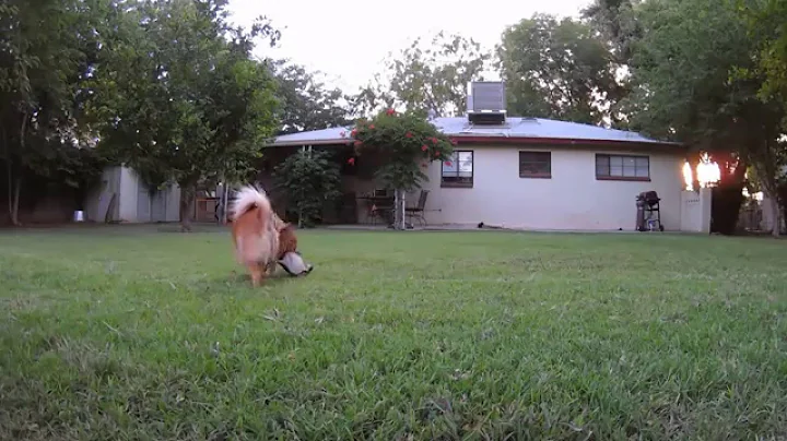 Judith Playing Fetch