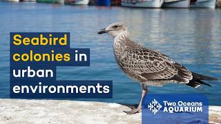 Seabird colonies in an urban environment