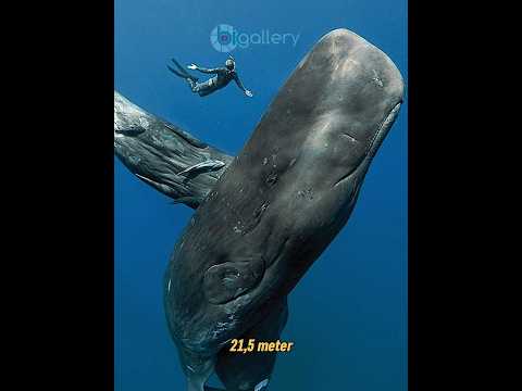 Video: Manakah antara ini ikan paus bergigi?