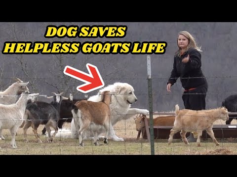 Video: Pet Scoop: šunys apsaugo ožkas ir išsaugo gepardus, katės rinkinius įrašo už ilgiausius kailius