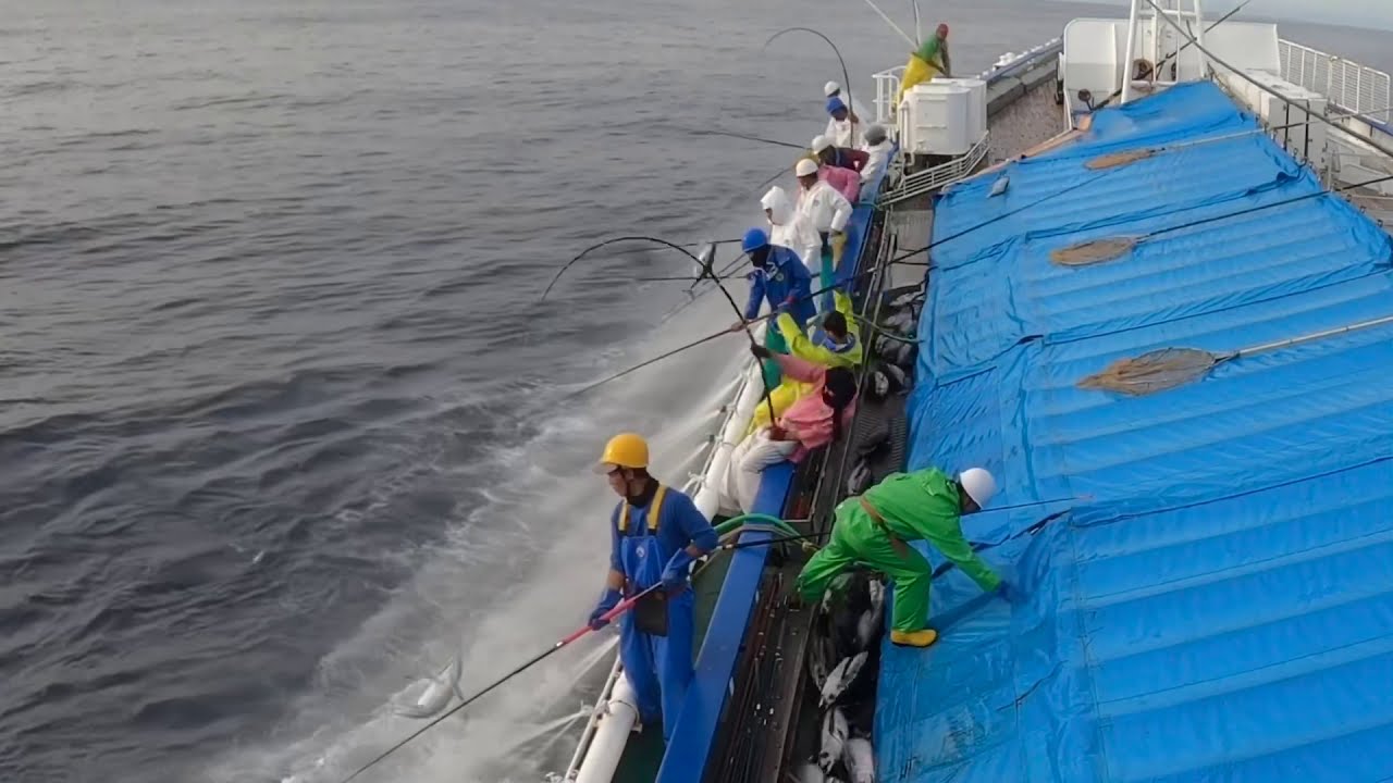 カツオ一本釣り びんちょうまぐろ Youtube カツオ一本釣り びんちょうまぐろ Youtube