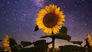 SunFlowers صور عباد الشمس❤💜