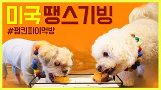 강아지 펌킨파이 먹기  |  강아지 먹방  |  미국 땡스기빙  |  강아지 간식  |  Dog Pumpkin Pie Mukbang by 토토야어디가? 169 views 3 years ago 3 minutes, 42 seconds