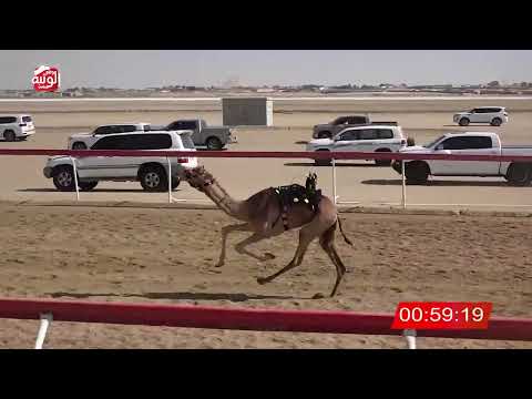 الشوط 1 مناوره ل علي سالم علي المنصوري 2 12 14 شارة الصندوق 2025 01 25 فطامين الوثبة