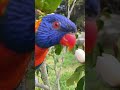 Talking lorikeets pt 2