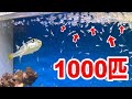 釣り人が捨てたフグにありえない量のエビを与えると..
