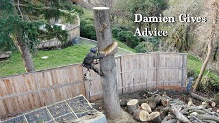 Nuisance Tree Removed: Ground Worker Advice