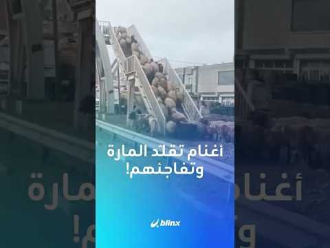 الأغنام تلتزم بقواعد المرور في تركيا مشهد غريب لقطيع يمتنع عن قطع الطريق ويعبره باستخدام جسر المشاة