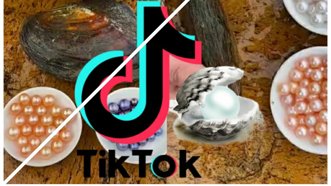 Taking Out Pearl From Oyster TikTok Video YouTube