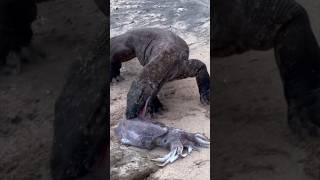 Komodo dragons prey on the marine animal rock squid or cuttlefish
