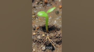 Amazing Time Lapse Growing Tree from seed #shorts #timelapse