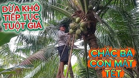 Mưa bảo lũ dừa xiêm rẻ .dừa tiếp tục tuột giá kéo dài chắc bà con mất tết #quocduavlog  