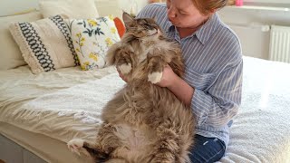 This Cat's reaction when getting some Love will make you smile