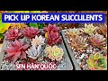 #282 PICK UP KOREAN SUCCULENTS WITH ME | SUCCULENTS IMPORTED FROM KOREA [subtitles]