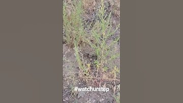 Stepped on a rattlesnake