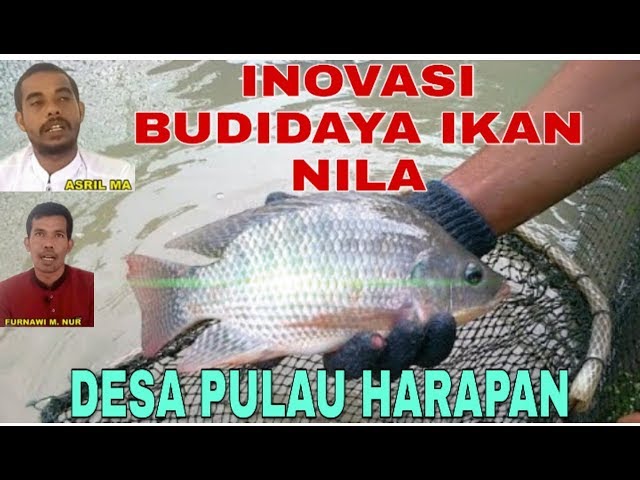 Budidaya Ikan Nila - Inovasi Desa Pulau Harapan class=
