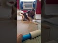 I don't think he likes the lint roller lol #dogs #puppy #pets #cute #doggielife #chihuahua