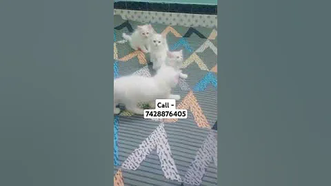 Watch the video about White Persian kitten for sale in Delhi ncr #song #love #arijitsingh #kitty #tabby #catsworld