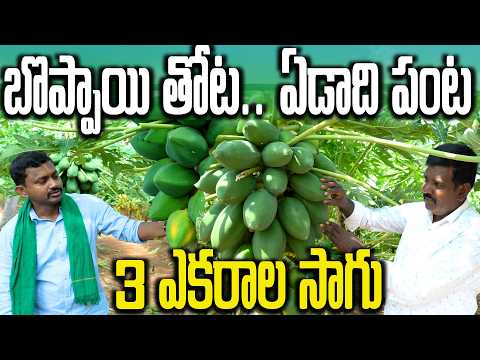 15 నంబర్ బొప్పాయి తోట వేశాను | Papaya Farming