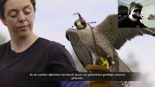 Age Of Empires 4 Bremule Muharebesi̇ - Normanlar - 5.Bölüm Bonus Doğancilik Ve Şahi̇nci̇li̇k Vi̇deo