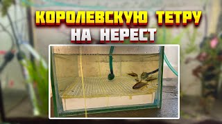 #королевская_тетра  #нерест Королевскую тетру на  нерест