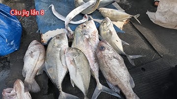 Câu jig lần 8: QUÁ TRỜI CÁ BÈ LUÔN!