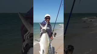 سبينين بواسطة قصبة 3 متر مع اقوى الاسماك جنوب الداخلةau sud dakhla  spinning avec canne 3 metre