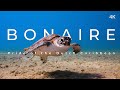 Cest bonaire 4k  la fiert des carabes hollandaises