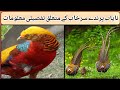 Surkhab parinda kasa huta hy  complete history of pheasant birds homebreed viral hatching