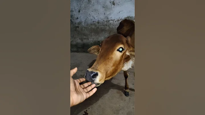 jay shree ram 🚩# jay gau mata  #gaushala #cows #gau #jaigaumata #gauraksha # #goraksha #shriji # 🚩🦚