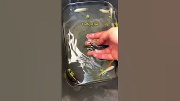 Cá cờ mùa đông #nghienthungxop #thuysinh