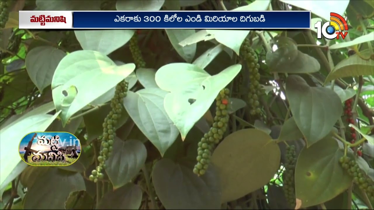 మిరియాల సాగు – మేలైన మంత్రం | Complete Guide to Black Pepper Farming in India 