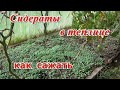 Сидераты осенью в теплице. Когда и как сажать.