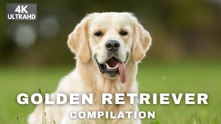 Golden Retriever Compilation | Dog Cute Animal Ultra HD 4K Animal Video หมาโกลเด้น รีทรีฟเวอร์