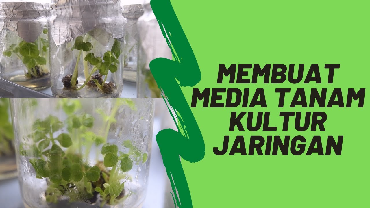 Bahan dan Cara Membuat Media Tanam Kultur Jaringan (Episode 2)