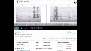 Brown-headed Parrot l African Bioacoustics Community Library @Macaulay