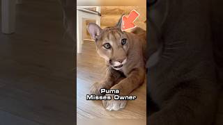 Longing!Mountain Lion’s True Love for Its Owner