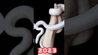 White Snake Amazing Short 2023White Snake Vs 5000Bec White Snake