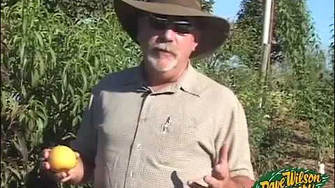 Backyard Fruit Tree Basics