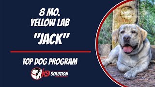 🐶Dog Trainers/Training of South Florida and Arizona / 8 MO. Yellow Lab 'Jack'🦮 by A K9 Solution 330 views 1 month ago 7 minutes, 42 seconds