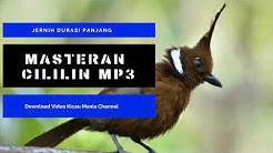 Masteran burung Cililin Jernih Durasi Panjang |  Pancingan Cililin Agar Cepat Bunyi  - Durasi: 1:00:01. 