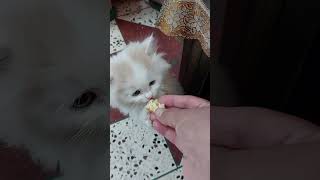 Muffin Khane ke liye Pagal Hogaya | @Sweetupersiancat2024