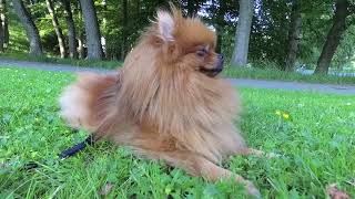 Pomeranian chilling in the Park by Vickynga 18 views 1 year ago 5 minutes, 39 seconds