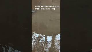 Пробный шортс с водоёма)