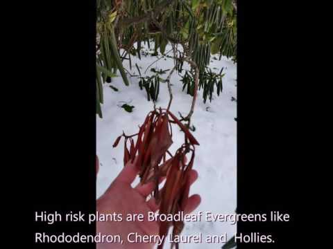 Video: Rhododendron Cold Damage - Pelajari Tentang Perawatan Rhododendron Di Musim Dingin