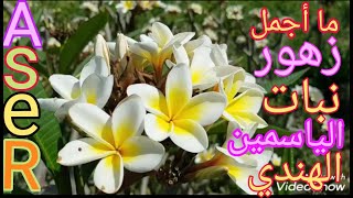 كيف يتم زراعه نبات الياسمين الهندى. بالإنجليزية Plumeria